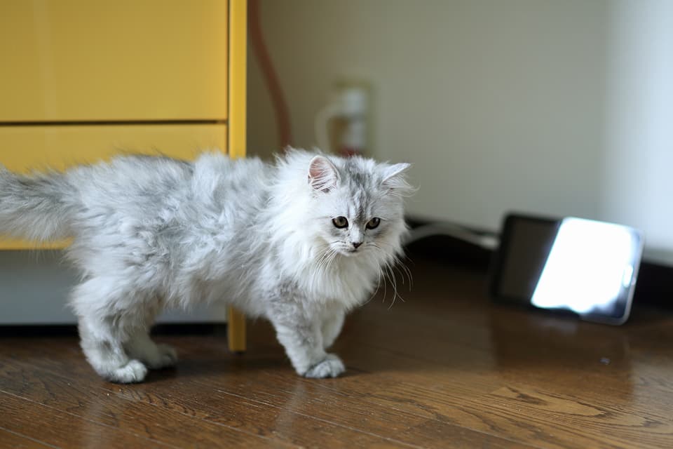 羊毛フェルトチンチラシルバーラテちゃん着手しました