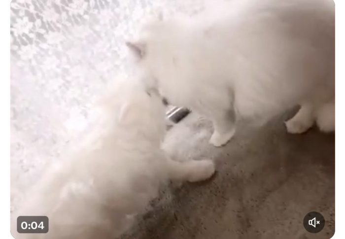 羊毛フェルトに対するリアル猫の反応