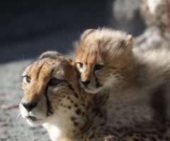 シルバーのたてがみをまとった子チーター──母を真似て生きる小さなアーティストたち