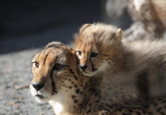 シルバーのたてがみをまとった子チーター──母を真似て生きる小さなアーティストたち