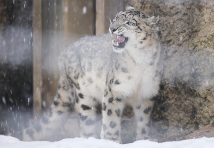 絶滅危惧種ユキヒョウの魅力と現状の保護活動